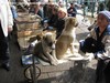 Il mercato dei cani